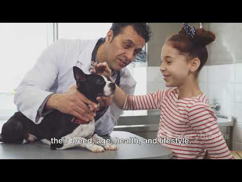 Dog Food Decoded: What's Best for Your Furry Friend?