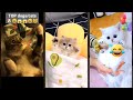 Cat Videos ‍ Kitten Meowing Call FunnyCats 2083