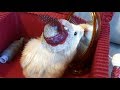 Tiny Hamster Trying On A Cute Hat In Front Of A Mirror DIY Hamster Hat
