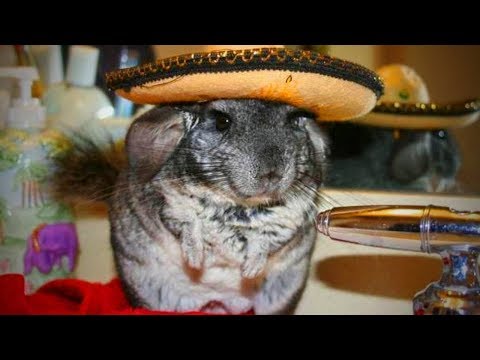 Chinchilla mignon et drôle(partie 1) [animaux drôles]