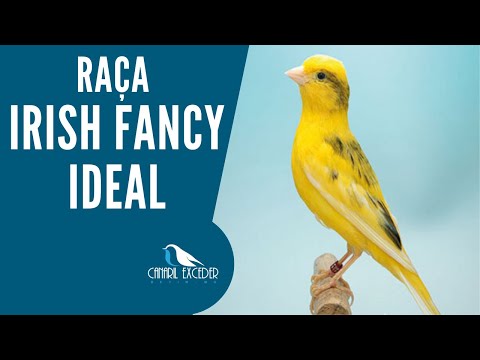 RAÇA IRISH FANCY IDEAL .