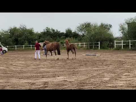 Nachwuchs 2019 - Hengstfohlen Chacfly a.d. Evista v. Quiwi Dream, Levisto, Carthago,Calypso II