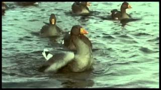 Brave  - Josh Groban-  subtitulado español
