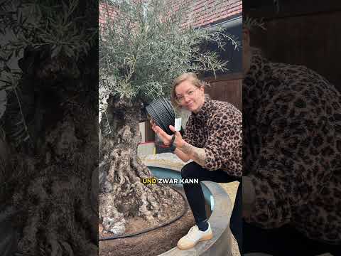 Eine 2000kg Olivenbaum verpflanzen?😂