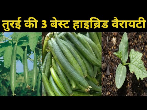 Top torai seed || gilki farming || sponge gourd farming || best hybrid turai