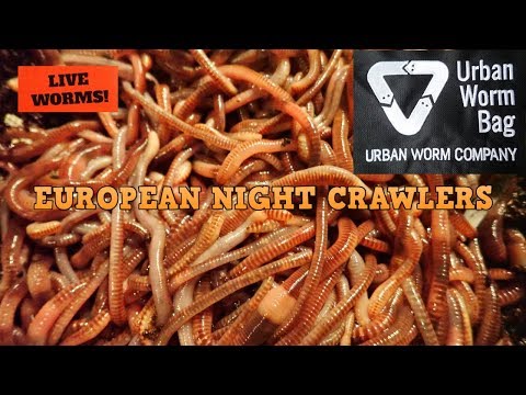 European Night Crawlers 11-12-19