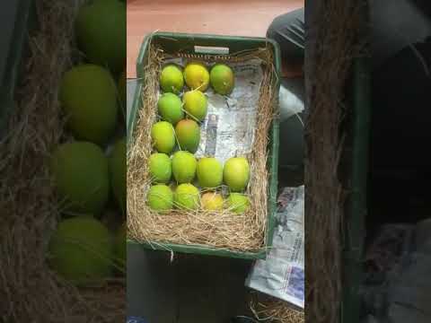 Devgad alphonso mangoes