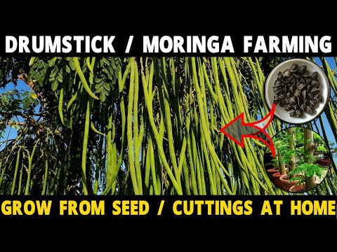 image-How does a Moringa tree grow? 