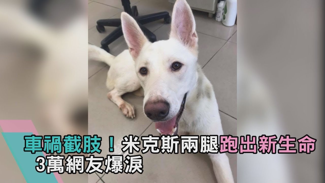 車禍截肢...米克斯兩腿跑出新生命 3萬網友爆淚