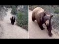 Hiker comes face to face with bear during hike in Sierra Madre | ABC7