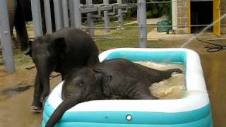 Слонята в надувном бассейне