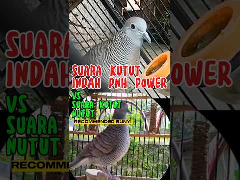 suara perkutut lantang penuh energi vs suara perkutut nutut bantu kutut rumah manggung #platm #birds