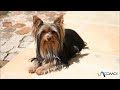 Yorkshire Terrier - El perro Yorkshire Terrier