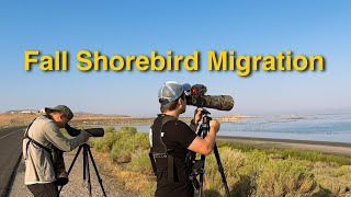 Awesome Lifer During Fall Shorebird Migration On the Antelope Island Causeway