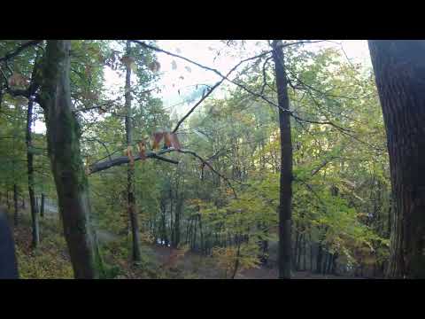 Rothirsch erlegt auf Drückjagd, Browning BAR2 in 9,3x62, Brenneke TUG Nature+, Akah 1-6x24