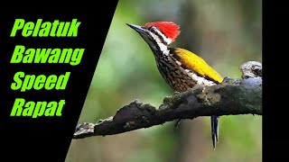 Download lagu Pelatuk Bawang Speed Rapat (Suara Asli) mp3