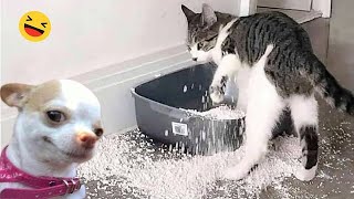 😁😁Try Not to Laugh 2024😁 New Funny Dog and Cat Video 2024😹🐶 Part 4