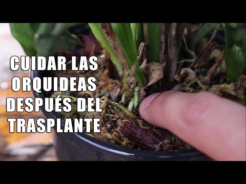 , title : 'Cuidar Orquídeas después del Trasplante || Orquiplanet'