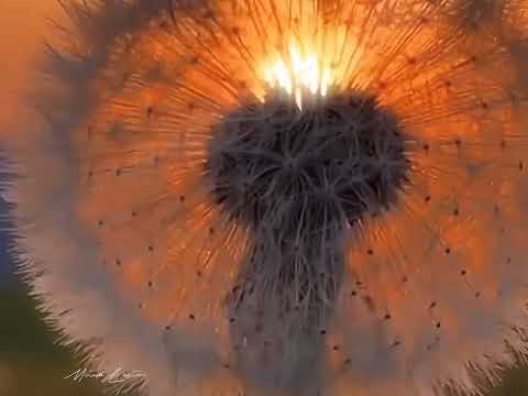 Mosh Farea by Ramy Sabry #arabic #arabicsong #laguarab #ramysabry