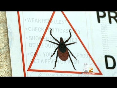 Ticks Can Carry Virus Worse Than Lyme Disease