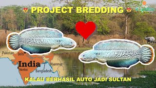 Download lagu BREEDING CHANNA SULTAN! CHANNA BARCA! mp3