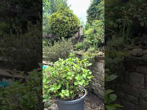 I was chased!