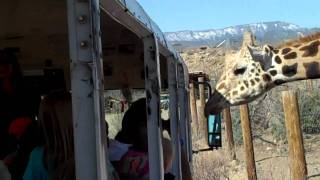 preview picture of video 'OUT OF AFRICA WILDLIFE PARK, AZ - Lisa kissing a Stranger! Check Her Out With this WILD ANIMAL!'