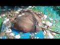 Sankar fish, catching Stingray fish at Digha, Manta ray, eagle ray, Mobula ray, Stingray fishing,