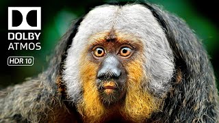 Amazing Wildlife in Stunning 8K HDR 120 FPS Video - Dolby Vision 4K Video ULTRA HD