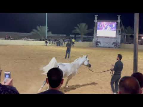 Straight Egyptian. SAIF AL FAWARES SHAMEKH AL DANAT & MAWSOFET ALHALA BY #Laheeb