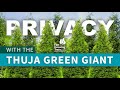 Thuja Green Giant Trees - FastGrowingTrees.com