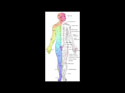 Landmark Dermatomes of Spinal Nerves - YouTube