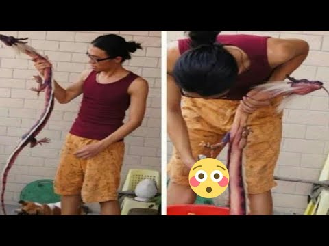 Arti Mimpi Bertemu Seekor Naga Gomimpi