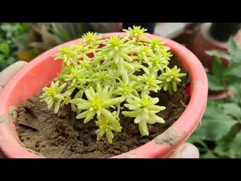 image-Can you plant succulents in a hanging basket?