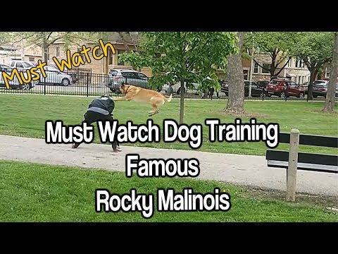 Must SEE Dog Training World Famous Malinois Rocky