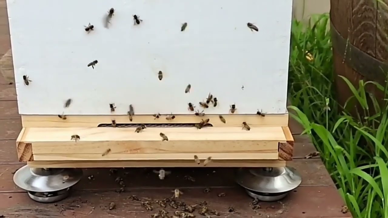 Wholesale Beekeeping Supplies Stainless steel Ants Proof Hive Feet Beehive Stand for Sale