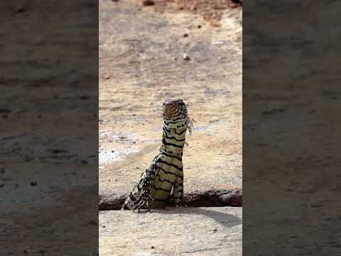Nile Monitor Lizard #africawildlife One of the little five of Africa #africa #lizards #reptiles