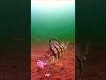 Video Thumbnail for Perch ate a piece  of hotdog  #shorts #icefishing #perch