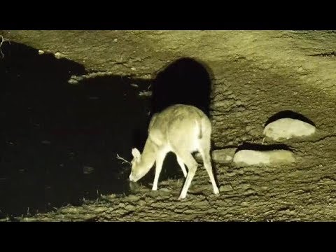 Djuma: Duiker wanting a drink at the pan with Hippos in it - 02:55 - 08/28/19