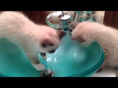 play with water 玩水 ~ ragdoll kittens ラグドール