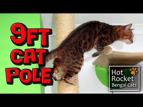 9ft tall cat scratch pole – Bengal cats love to climb & play