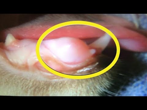 What Causes Inflamed Gums In Cats | Gingivitis in Cats