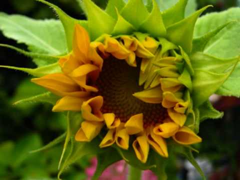 Sunflower2