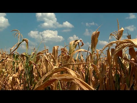 Урожай кукурузы в регионе находится под угрозой видео