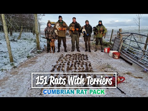 151 Rats With Terriers - Cumbrian Rat Pack