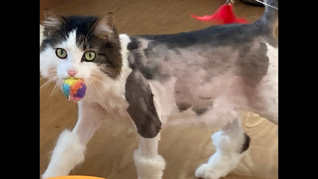 Ophelia, a Adoptable Domestic Long Hair in Nashville, IN video 6/6