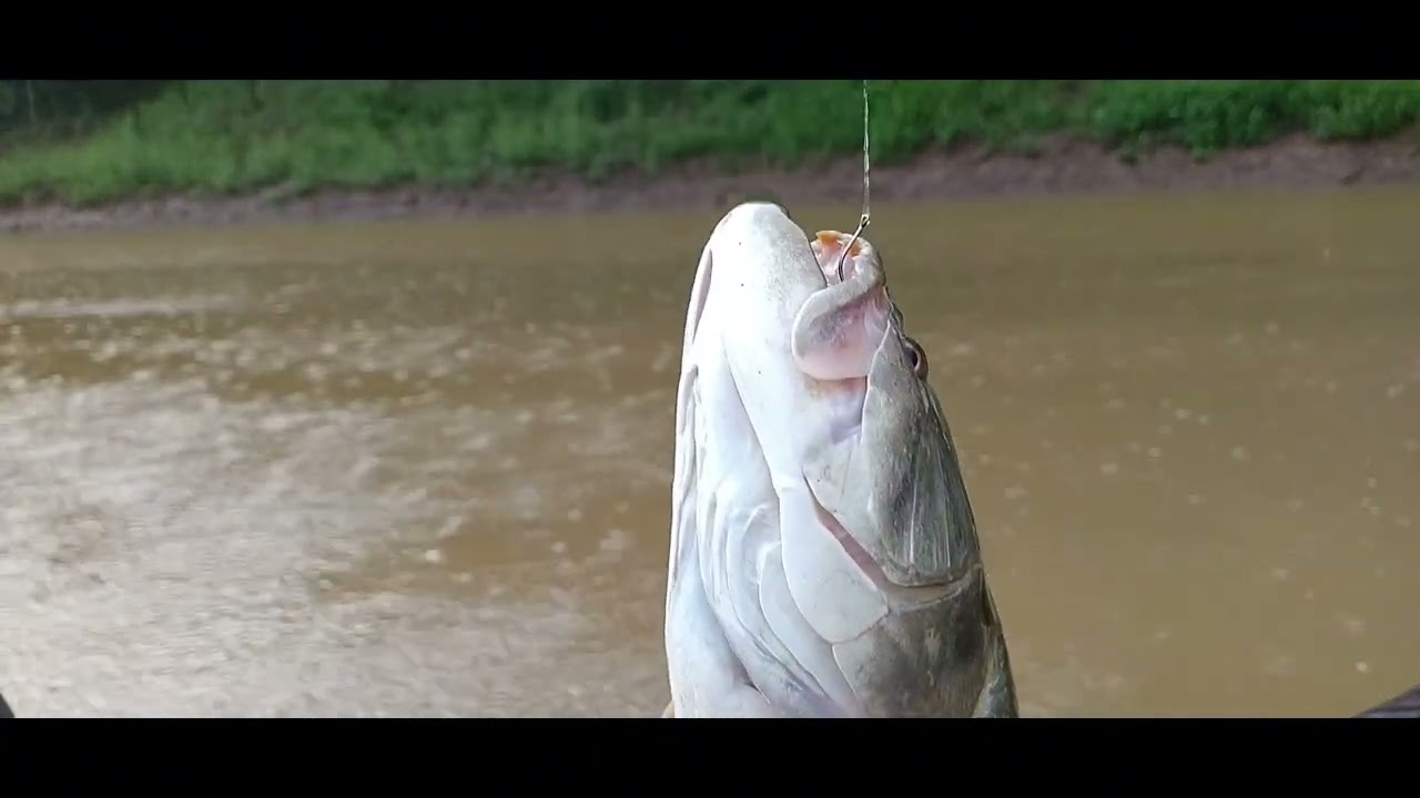 pescando com chuva rio imbauzinho