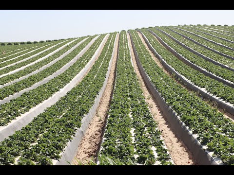 How Strawberries Are Grown in California