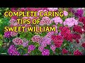 HOW TO CARE SWEET WILLIAM IN A PERFECT WAY