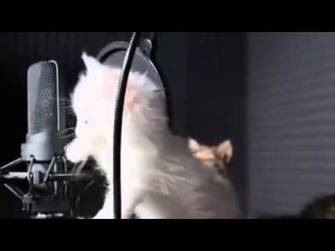 River flows in you- Cats